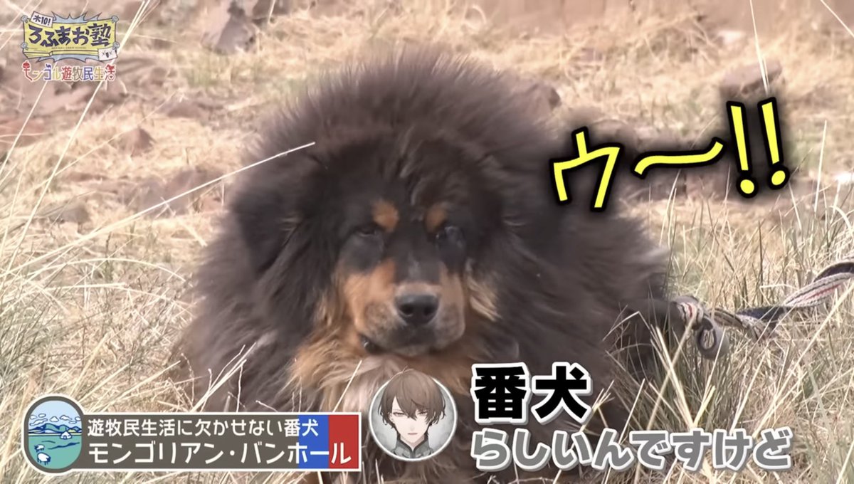 モンゴルの犬、かわいすぎる