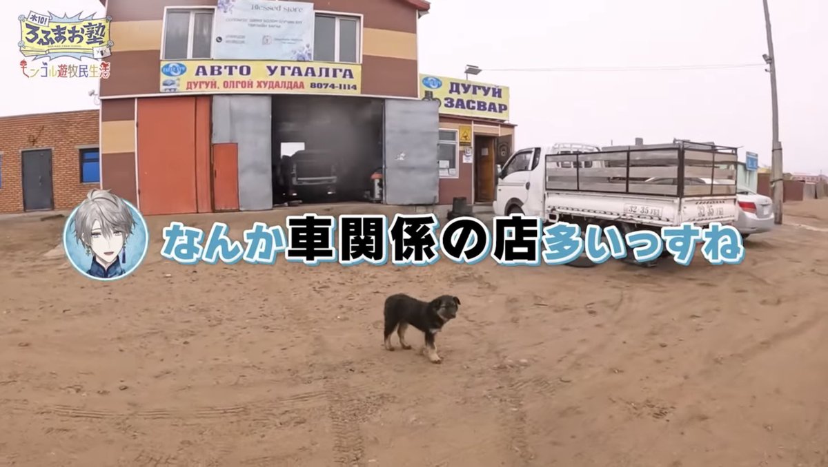 モンゴルの犬、かわいすぎる