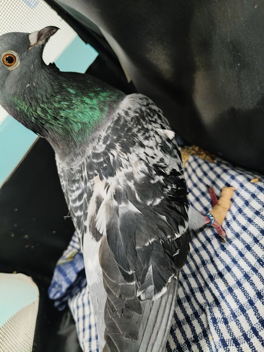 deepc_cryptid's tweet image. -1 toenail and $600 later 🥲 

#pigeon