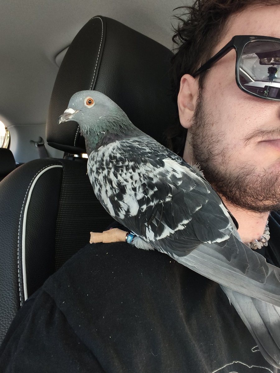 deepc_cryptid's tweet image. -1 toenail and $600 later 🥲 

#pigeon
