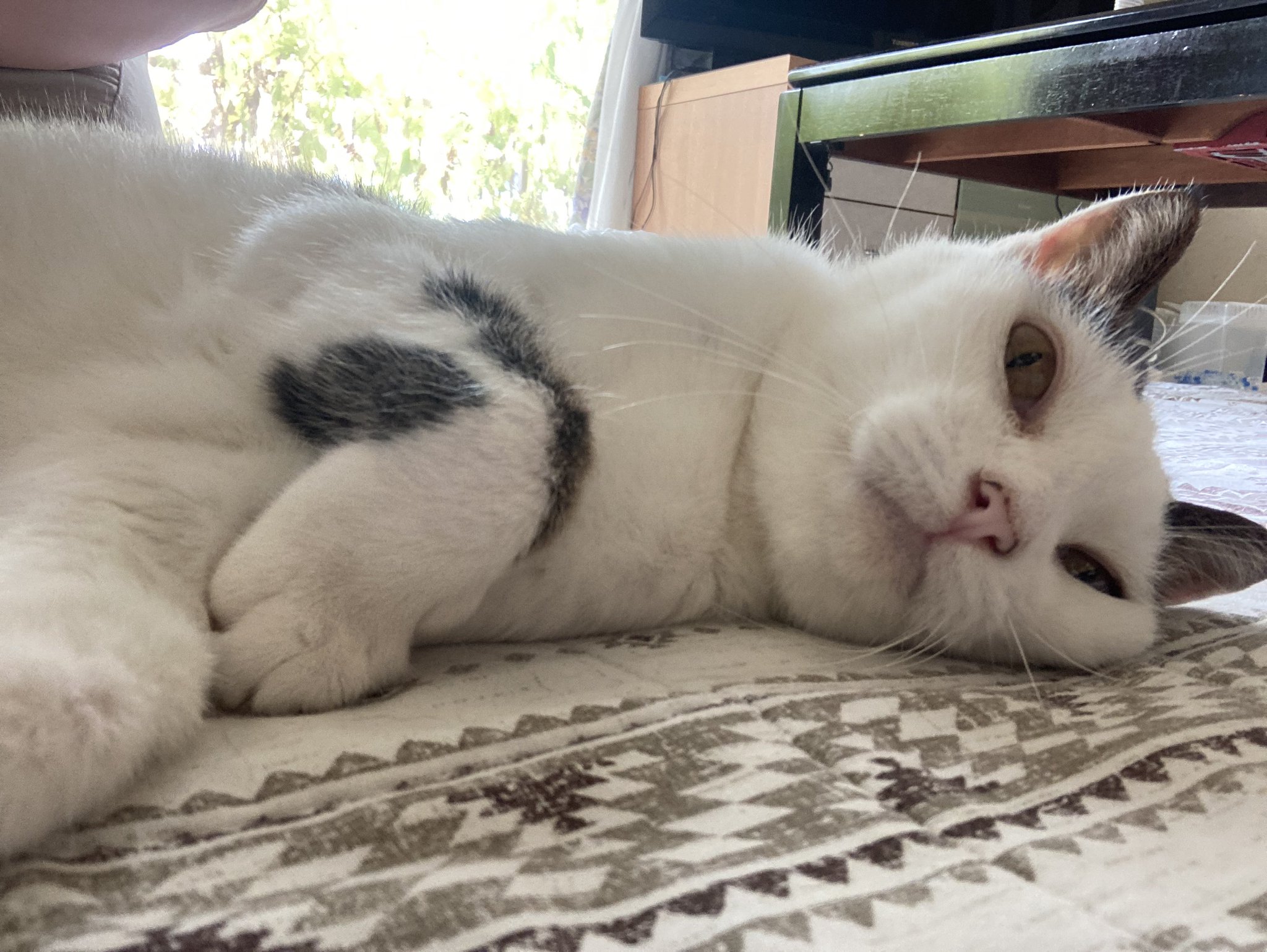 ねこ@おまとめ歓迎  りぜる🐧͟͟͞͞ =C106ありがとう✨ on X: 