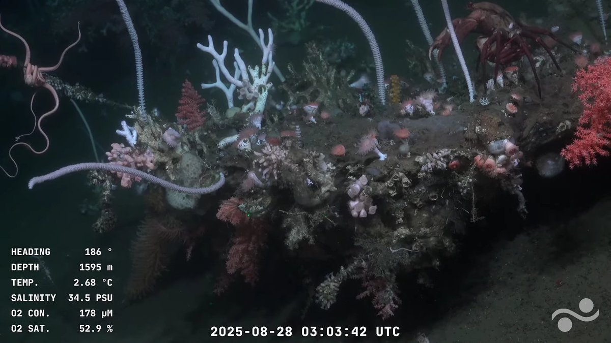 Sebastián 🃏🛟 tweet media