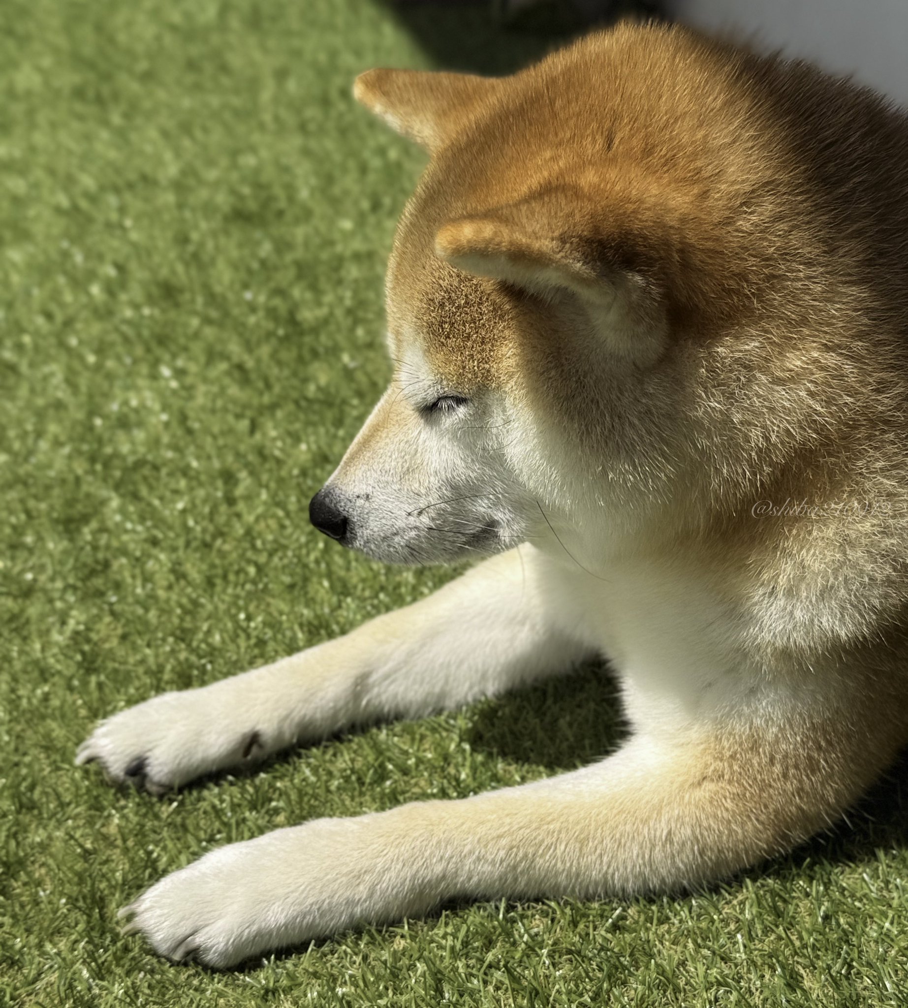 ♡はなもっちページ♡ 花に風