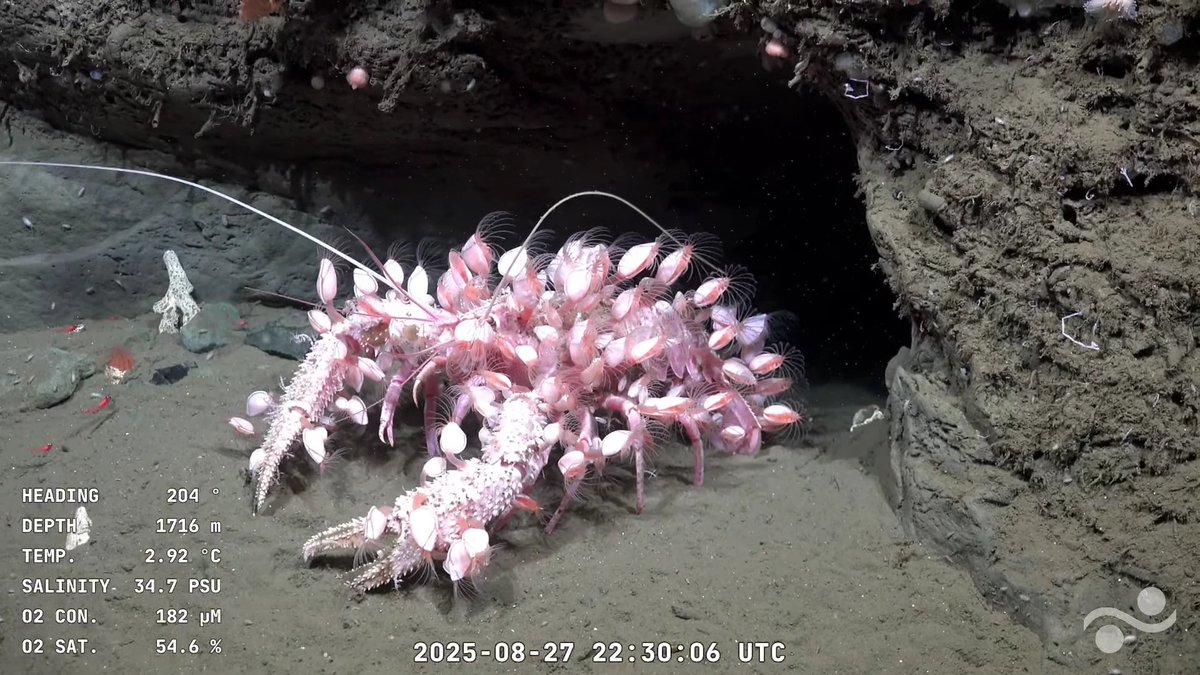 Sebastián 🃏🛟 tweet media