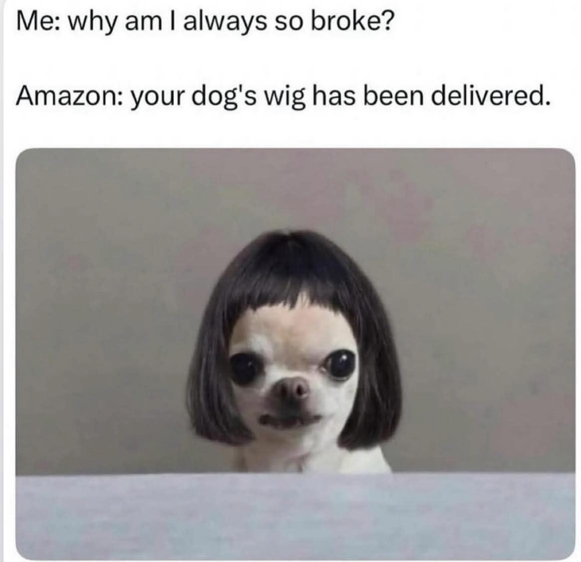 chaconkie's tweet photo. My dog #IsABitFuzzy.
Even fuzzier now though 😎 https://t.co/2mKK3Nc0Tj