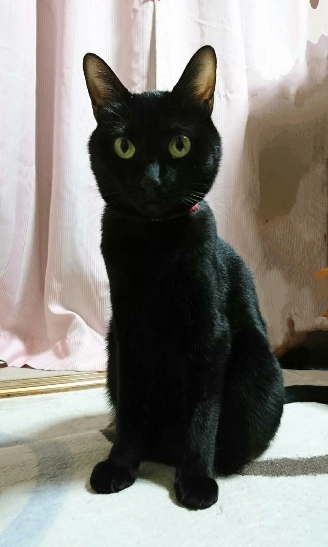 zizichin@黒猫大好き on X: 