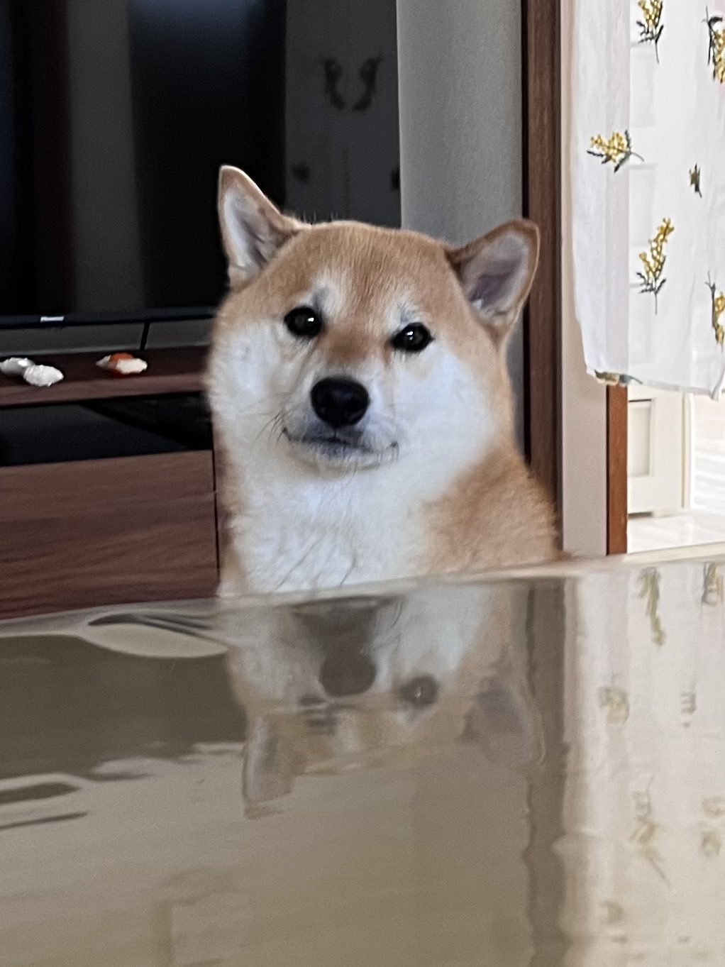 柴犬ふう太 on X: 