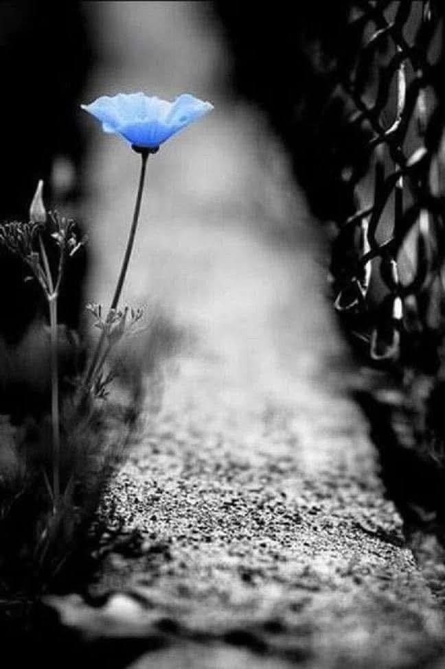 Hayata kaptırdıklarımıza dönüp dönüp bakmanın göz ve gönül yormaktan başka bir işe yaradığı yoktur...
~Murathan Mungan~
#rojbaş #guenaydin
