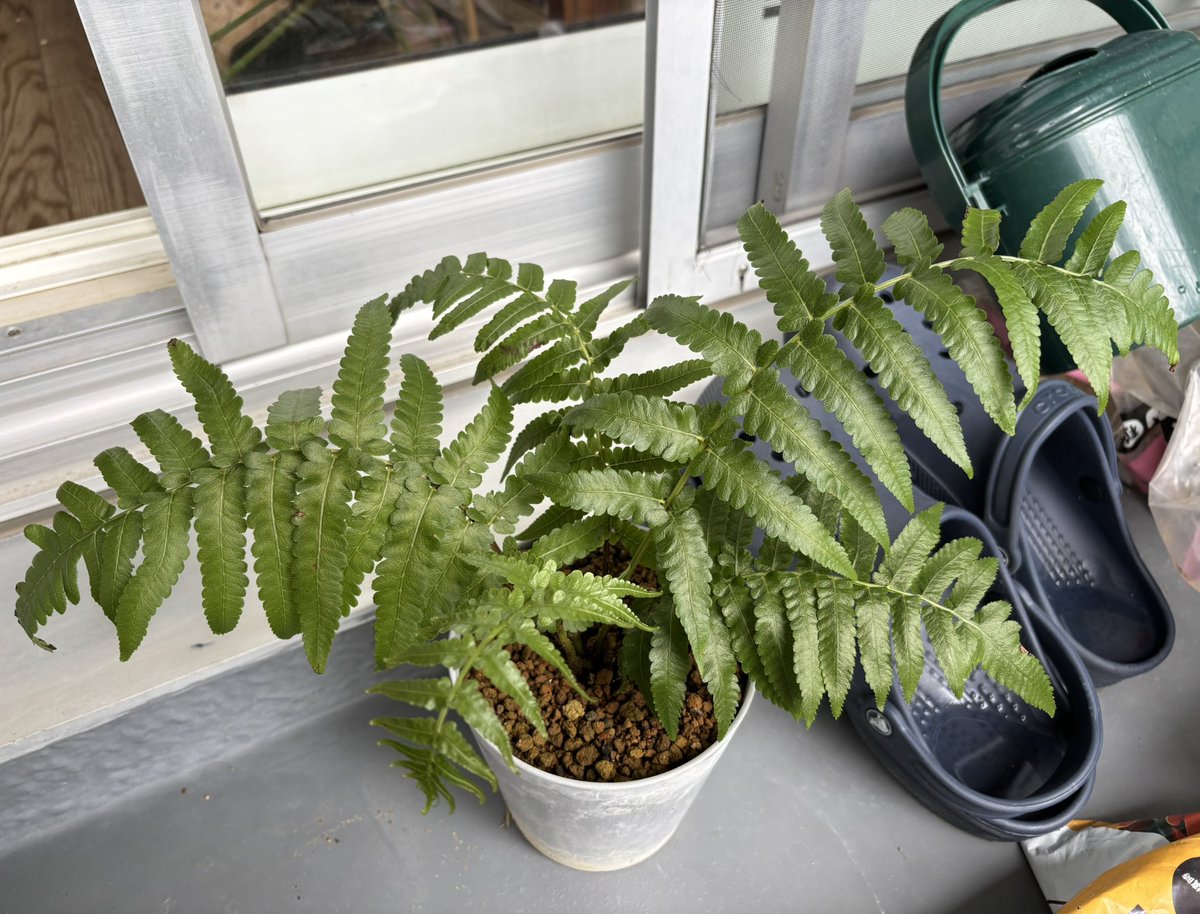 成長方法 Taxus baccata | EarthOne, image size:1200x914