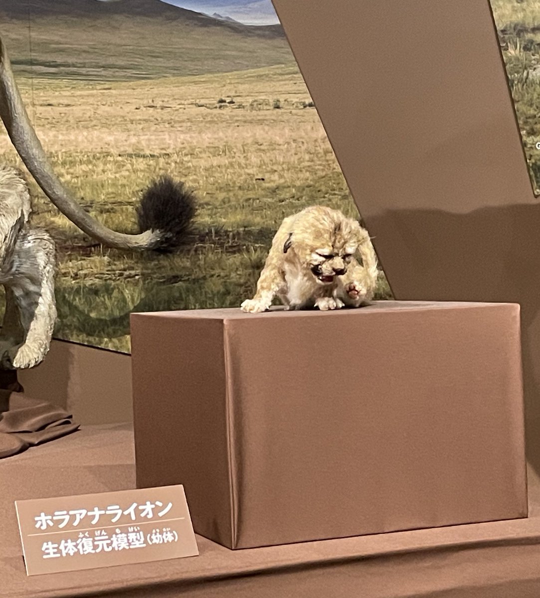 スワンドール•*¨*•.¸♬︎ アゾネット | 商品詳細 | からふるDreamin'／葉鳥 ここね in