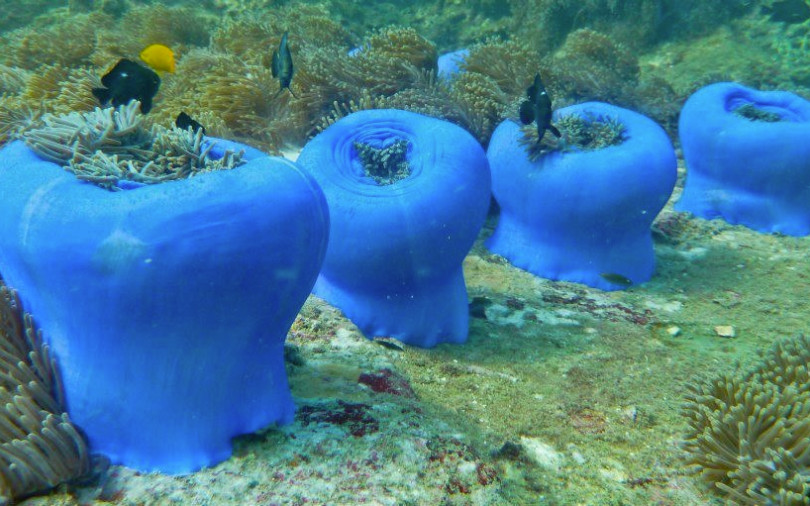 Want to become a recreational scuba diving pro?!
join.com/companies/dive…