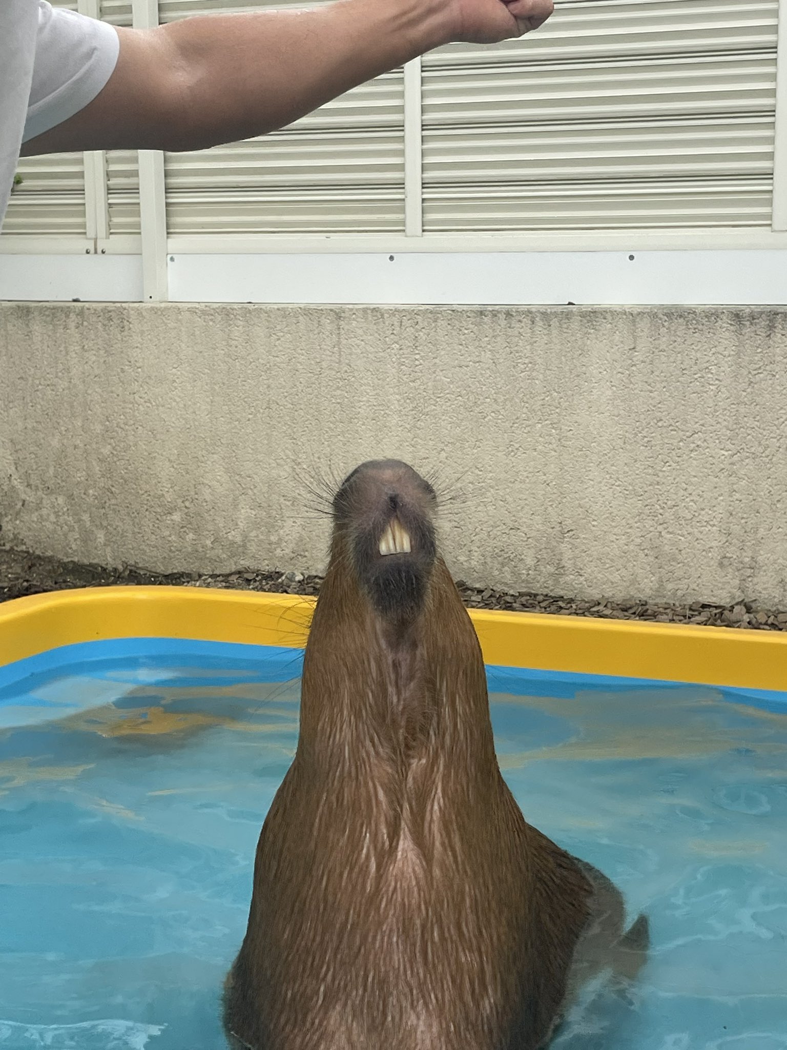 かぴばら ぷちまるアニマルズDX カピバラ/Puchimaru Animals DX Capybara
