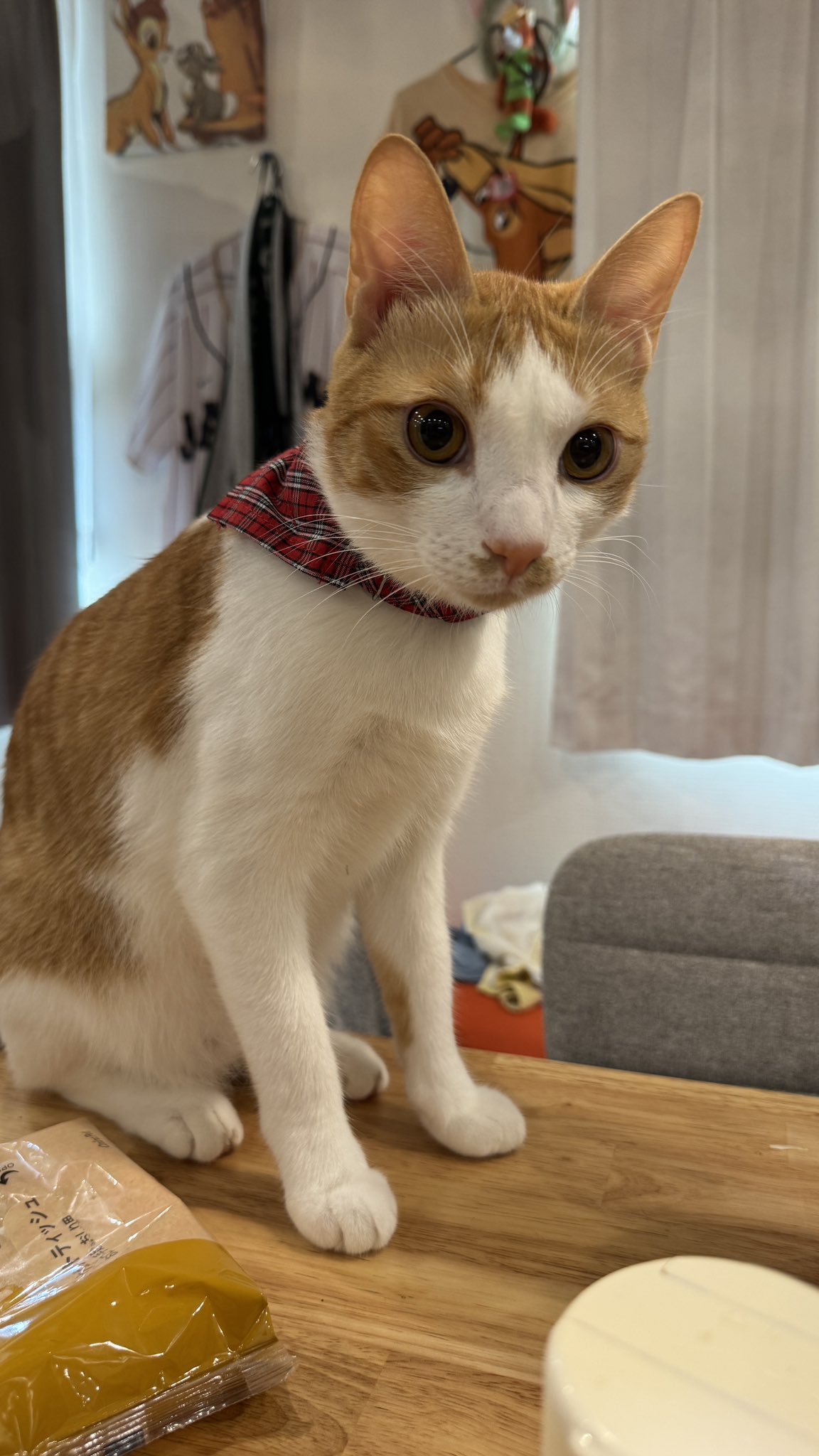 猫 LEDライト Thats Light！ CAT WALL LIGHT おさんぽ （ 足元灯