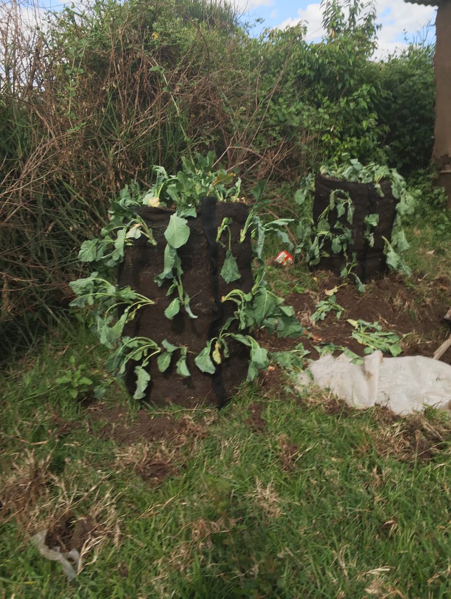 100 Humanitarians International tweet media