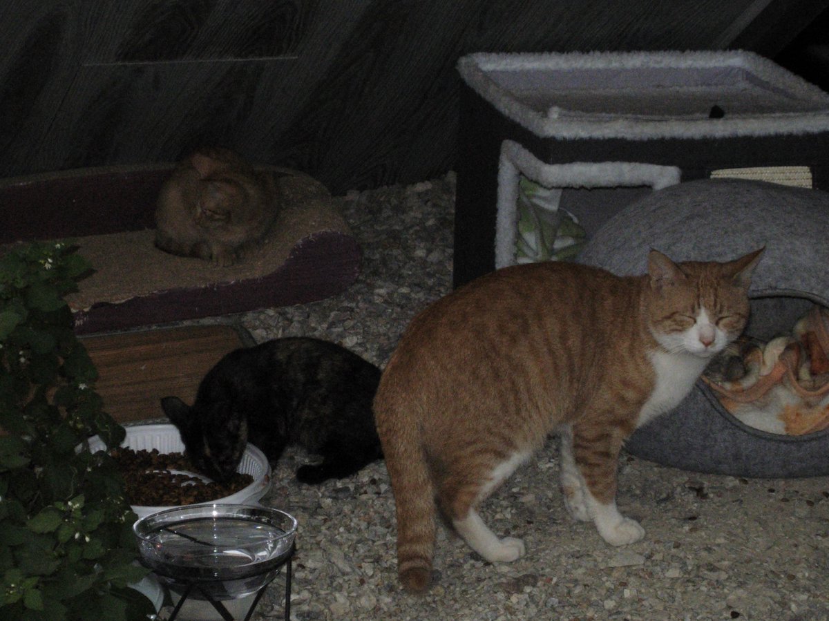 🐱
Nikon coolpix p4