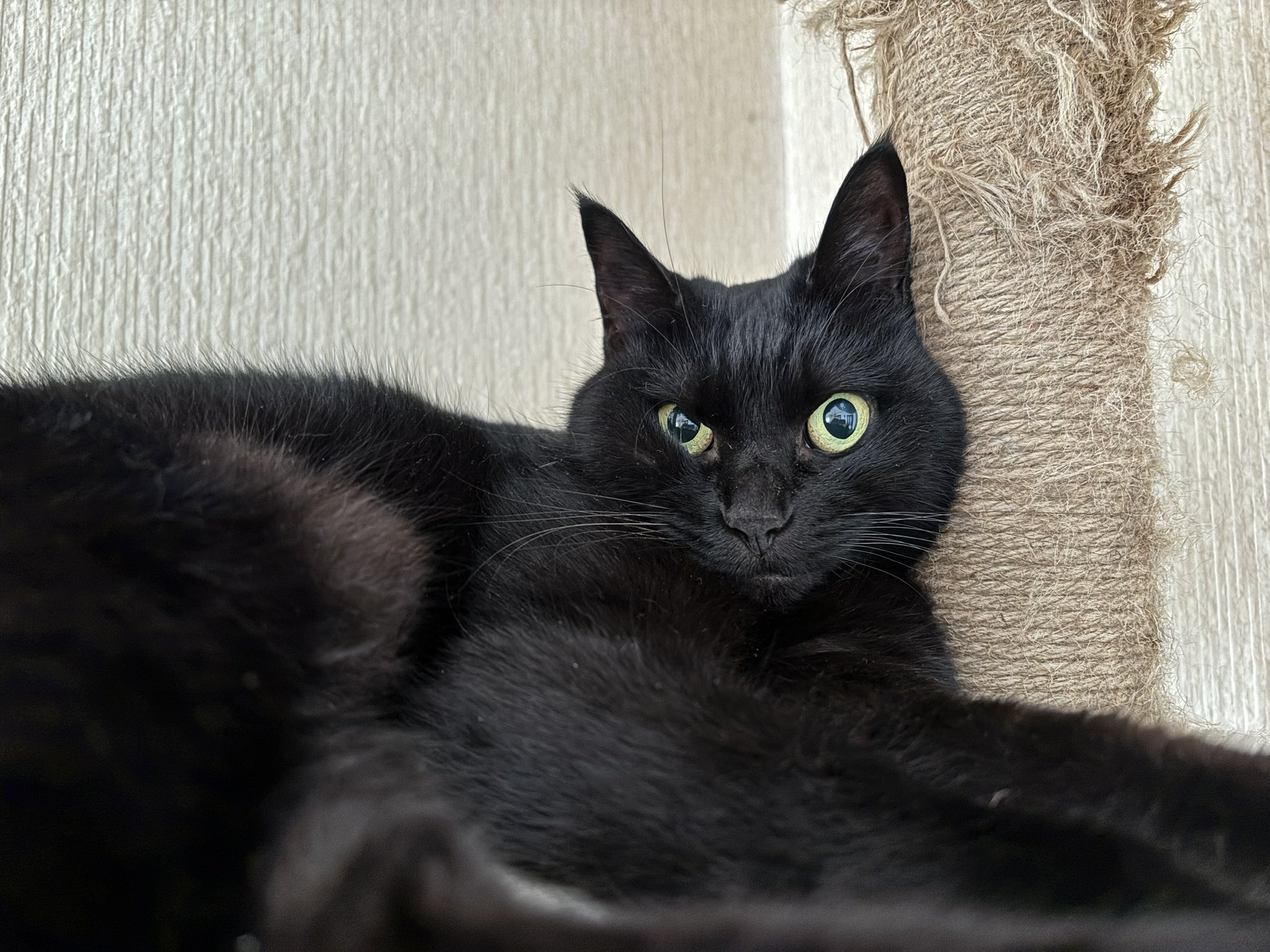 黒猫　38 保護黒猫 ロコちゃん on X: 