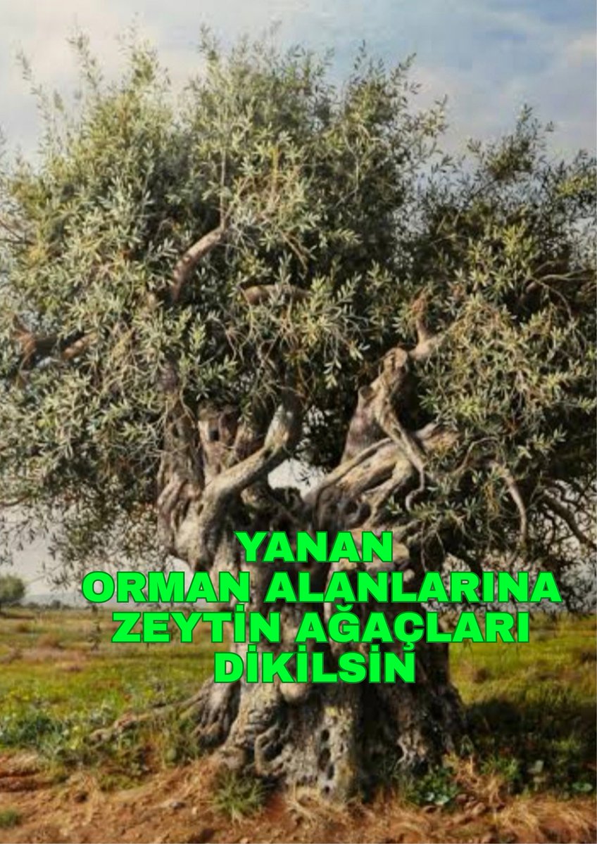 yilmazlm's tweet photo. Ağaç Dikme Bayramı istiyorum.
#ZeytinHayattır
#TürkiyeyiAğaçlandıralım https://t.co/M2X6uDm7yl