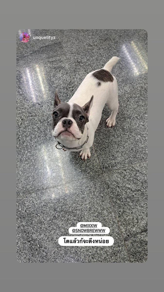 S Family Story ✿ (@sfamilystory) on Twitter photo 🤍 โตแล้วก็จะตึงหน่อย
🪧 IGs update : snowbrewww
🐶 #สมเกิว์ลลูกหมี่ซั่ว
<a href="/wixxiws/">มซ ตัวจริงยิ้มหวาน ติดวีนทวิตเฉยๆ</a> : #mixxiw #เอิร์ทมิกซ์ 🤍 โตแล้วก็จะตึงหน่อย
🪧 IGs update : snowbrewww
🐶 #สมเกิว์ลลูกหมี่ซั่ว
<a href="/wixxiws/">มซ ตัวจริงยิ้มหวาน ติดวีนทวิตเฉยๆ</a> : #mixxiw #เอิร์ทมิกซ์