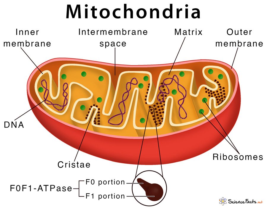 Mitochondria are membrane-bound cell organelles that generate most of the chemical energy needed to power the cell's biochemical reactions.

Chemical energy produced by the mitochondria is stored in a small molecule called adenosine triphosphate (ATP).

Yes, chemicals. Everywhere