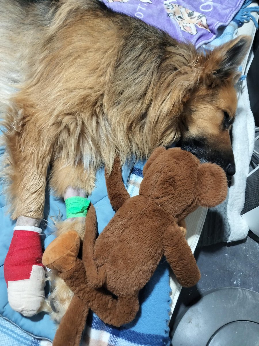 Goodnight everyone, from Apollo ♥️🐾 💤 💤 (He's doing great, he came out of the vets wagging his tail 🥹 always a happy boy) Got his stuffies and mom in the downstairs room so that's all he needs 🥰 SO happy to have him home tonight.. what a stressful day