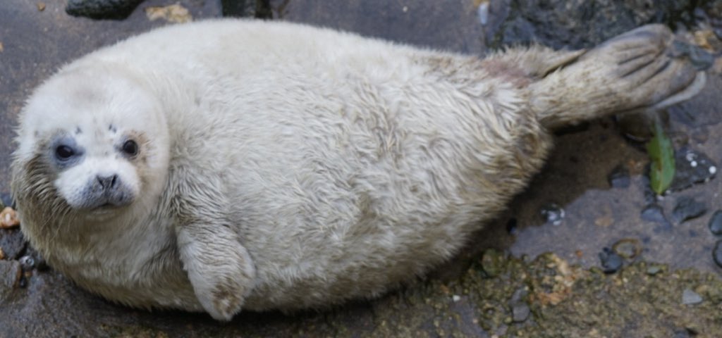#ムチムチの動物をミチミチに収める
