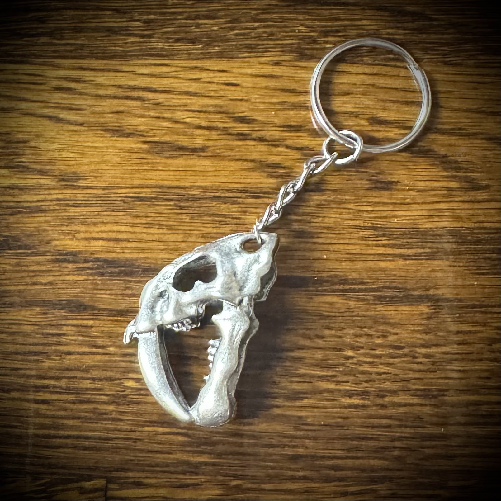 激レア！ バンドウイルカの頭蓋骨 激レア！ バンドウイルカの頭蓋骨