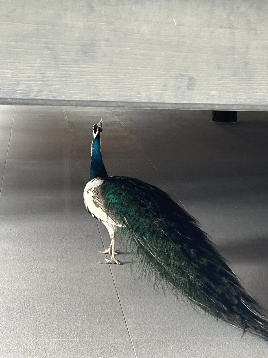 A sign appears in chalong temple