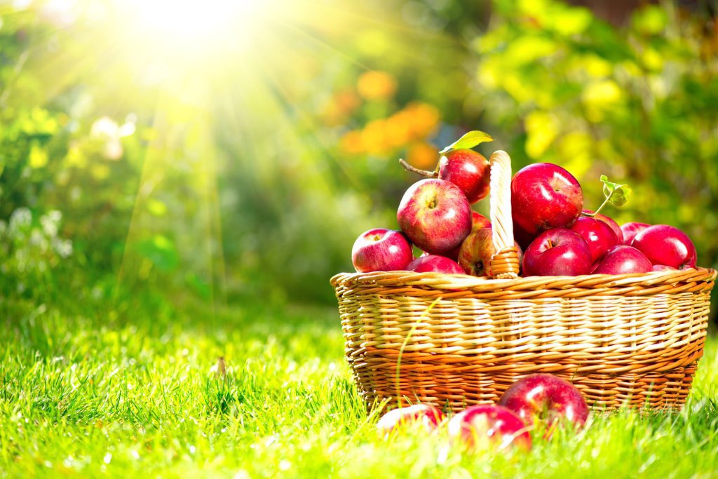A_AMilne's tweet photo. “Our thermometer hangs in the kitchen garden. It gives you an excuse in summer for going and leaning against the fruit trees. “Let’s go and look at the thermometer” you say. What you really mean is, “Let’s go and see if any fruit has blown down in the night.”~A.A.Milne #fruit https://t.co/BGSWOfN95t