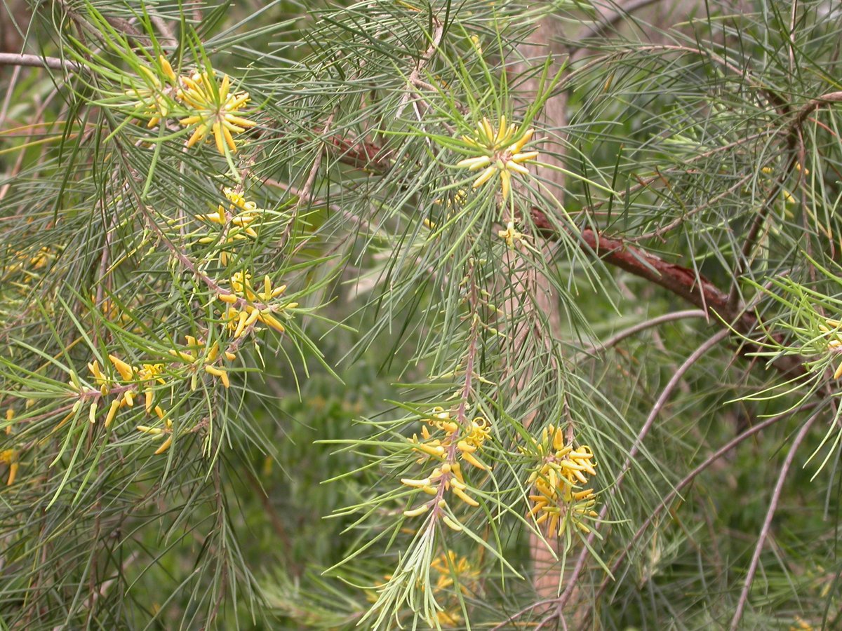 H2HNews1's tweet image. The edible native plants of local bushland, including the Narrow-leafed Geebung. However, caution is advised as misidentification can lead to unpleasant side effects. 

➡ hillstohawkesbury.com.au/edible-native-…
#edibleplants #nativeflora #geebungfruit #bushfood #indigenoushealing
