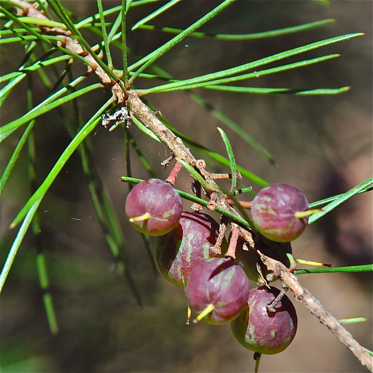 H2HNews1's tweet image. The edible native plants of local bushland, including the Narrow-leafed Geebung. However, caution is advised as misidentification can lead to unpleasant side effects. 

➡ hillstohawkesbury.com.au/edible-native-…
#edibleplants #nativeflora #geebungfruit #bushfood #indigenoushealing