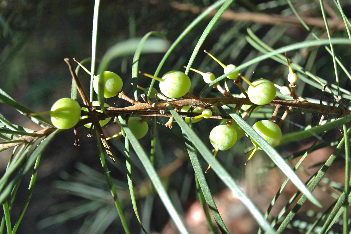 H2HNews1's tweet image. The edible native plants of local bushland, including the Narrow-leafed Geebung. However, caution is advised as misidentification can lead to unpleasant side effects. 

➡ hillstohawkesbury.com.au/edible-native-…
#edibleplants #nativeflora #geebungfruit #bushfood #indigenoushealing