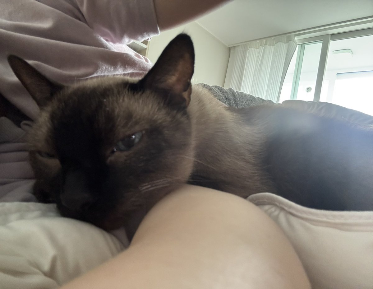 밤에는 따로 자다가 아침에 일어나려고 라면 꼭 품에 들어옴 ㅎㅎ