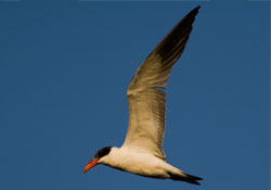 ObservingNature tweet media