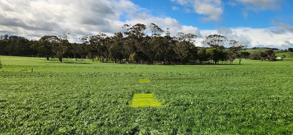 First grazing of our pasture trial. 2 different multi species mixes and the best ryegrass variety as a control.