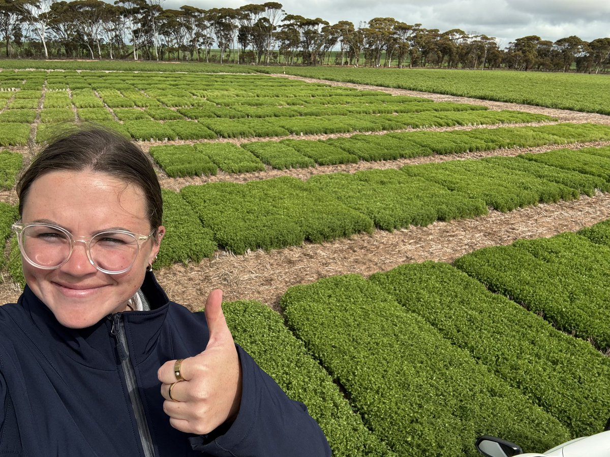 Great to see lentils thriving in the WA wheatbelt! This trial is looking a treat. We’ve been working with lentil breeders and growers to evaluate traits and varieties over a number of years, and love seeing trial sites like this, clean, and gathering information for industry!