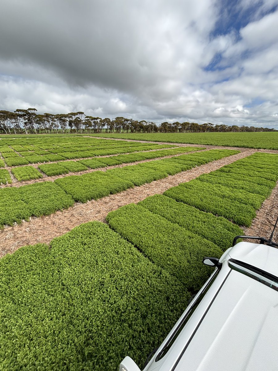 Living_Farm's tweet photo. Great to see lentils thriving in the WA wheatbelt! This trial is looking a treat. We’ve been working with lentil breeders and growers to evaluate traits and varieties over a number of years, and love seeing trial sites like this, clean, and gathering information for industry! https://t.co/XDfMX4lygf