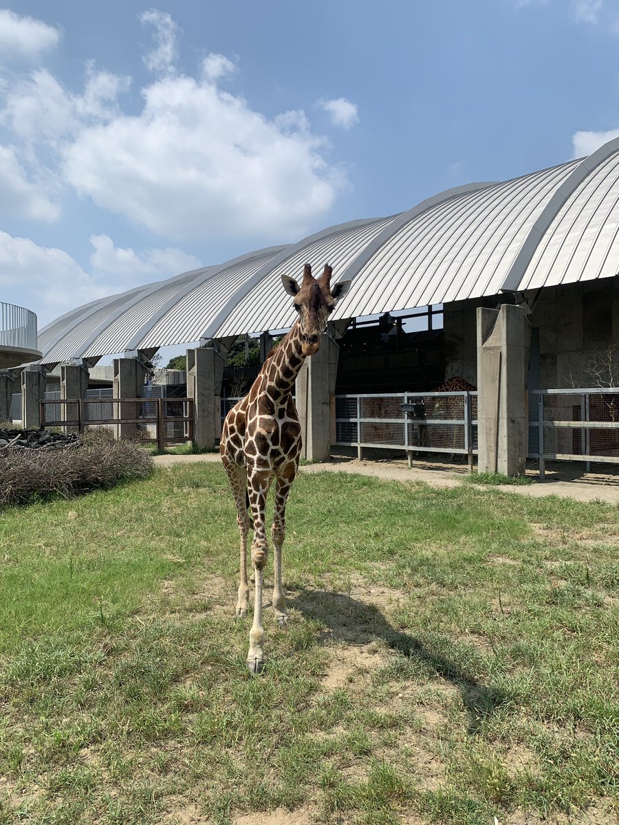 ニコくんごめん
ニコくんのおなら動画がYahoo!ニュースで取り上げられてしまってるよ…
さらにたくさんの人にニコくんのおなら、見られちゃった…
ごめんよ

news.yahoo.co.jp/articles/189a3…

#霞ケ浦どうぶつとみんなのいえ
#キリン