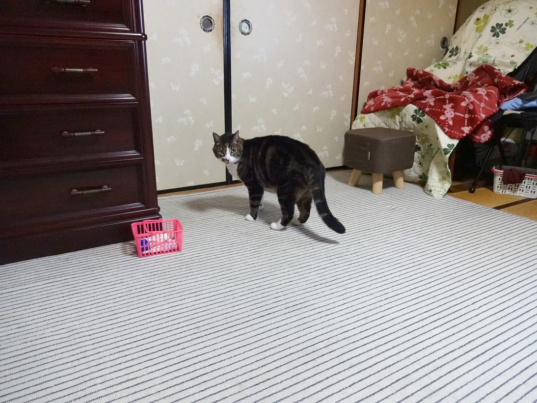 チビちゃんのお薬タイム。
嫌がられました。