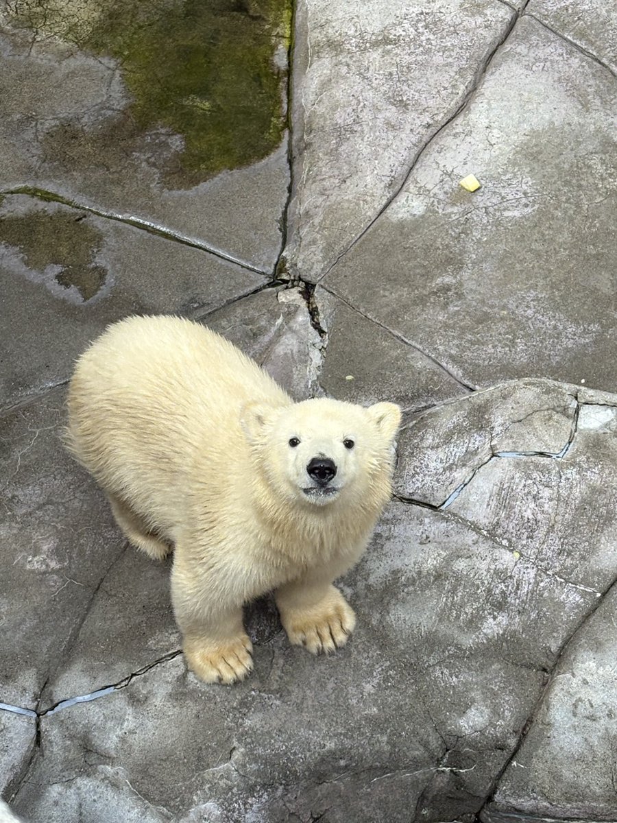 表情豊かな #うみ #そら #ホッキョクグマ #八木山動物公園 #八木山