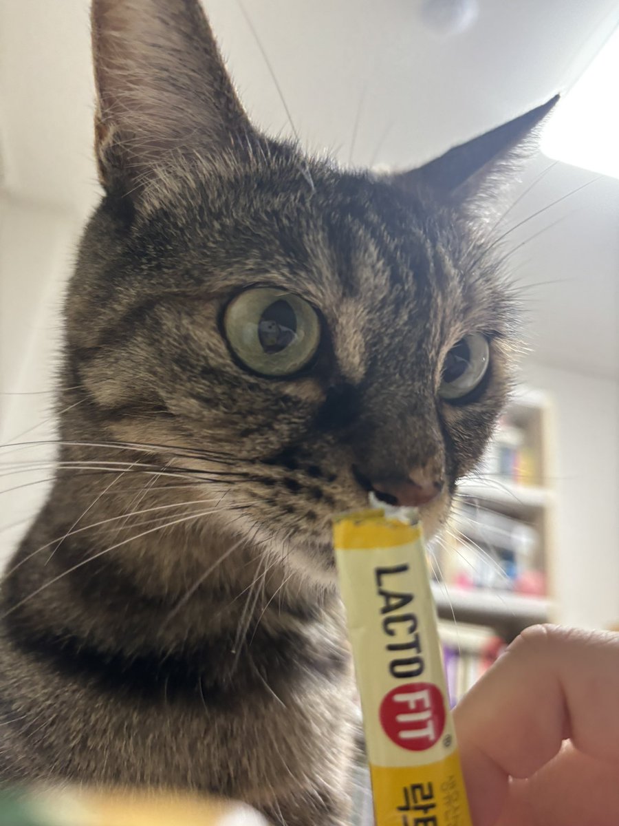 츄르가 아니라고??!!