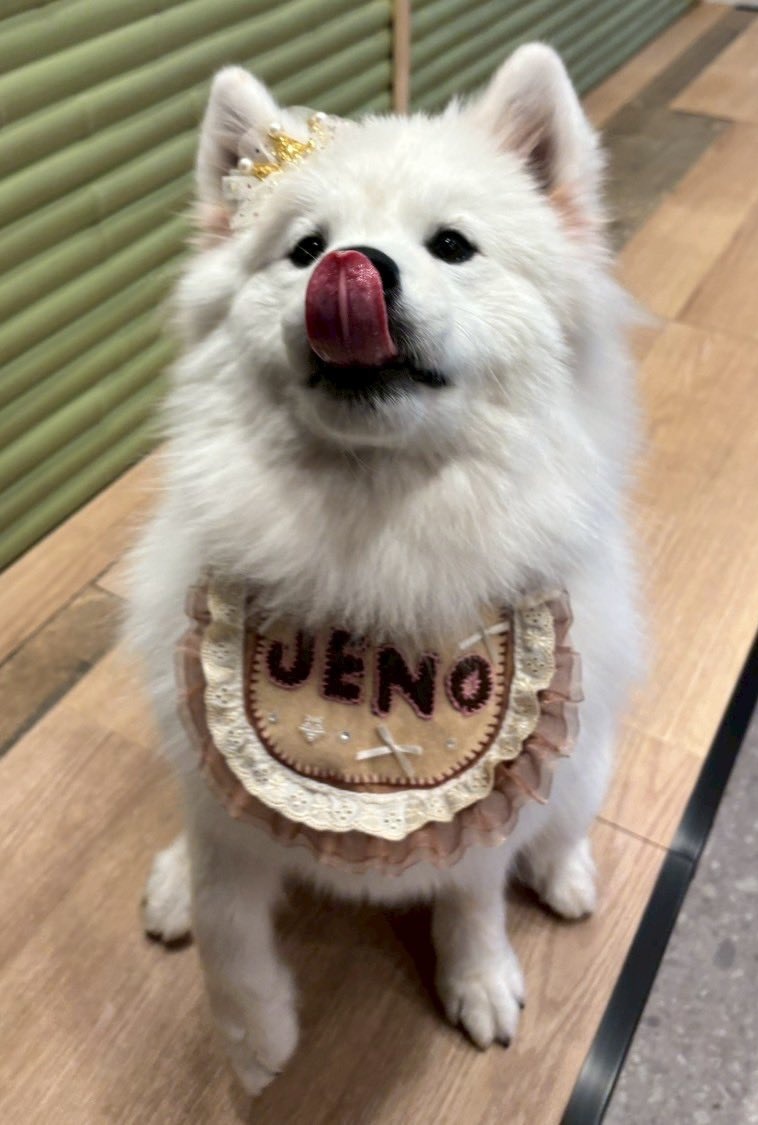 7drmy (@7drmy1) on Twitter photo message from Jeno-chan
"Thank you for celebrating my birthday🤍"
she's wearing a 👑! message from Jeno-chan
"Thank you for celebrating my birthday🤍"
she's wearing a 👑!