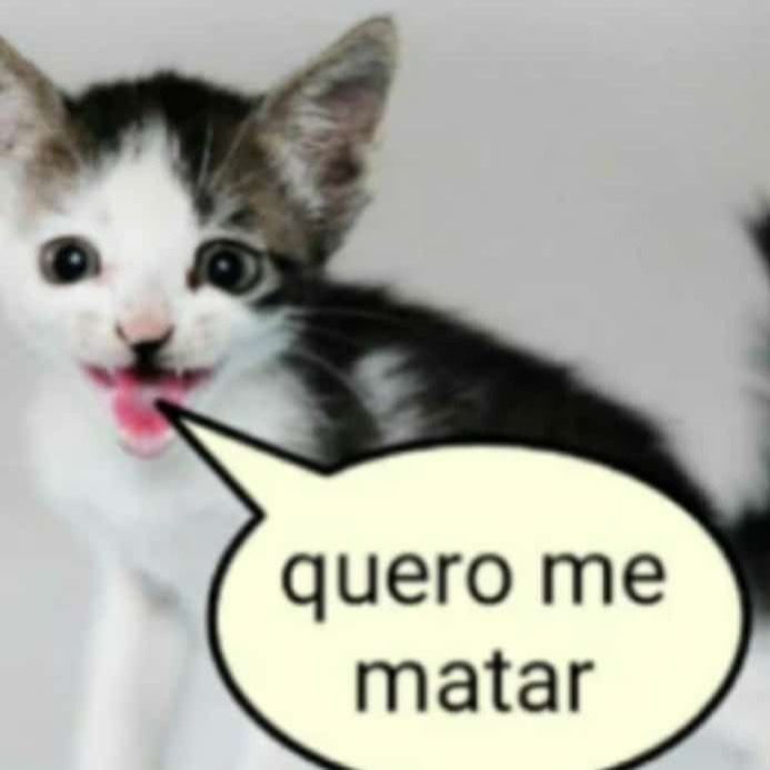 perfil dedicado a gatinhos e peitos (@odeiootaco) on Twitter photo 