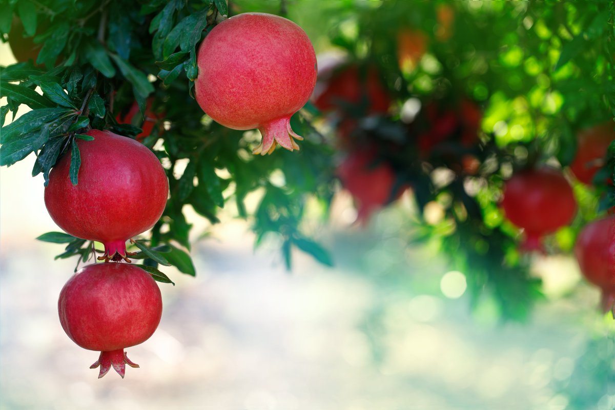 It’s pomegranate season in Azerbaijan! 🍇✨
Known as the “king of fruits”, the pomegranate has been cherished here for centuries — symbolizing abundance, health, and prosperity. From vibrant bazaars to orchards glowing red under the autumn sun, this season transforms Azerbaijan