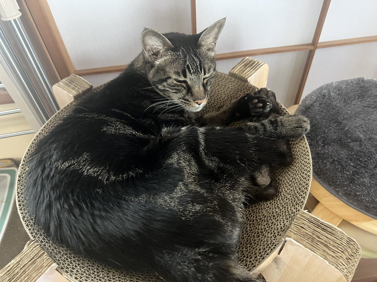 月1の血液検査へ行って来たよ◎
体重は少し減ってしまって3.85キロ。
先生にはそれでもキープしてる方だし、同い年の子も少なくなってくる歳ですから、1日1日を大事に一緒に過ごしてください…と言われた。
ほんまにそやね。
数値は明日結果でますが、悪くなってませんように。
#ハイシニア