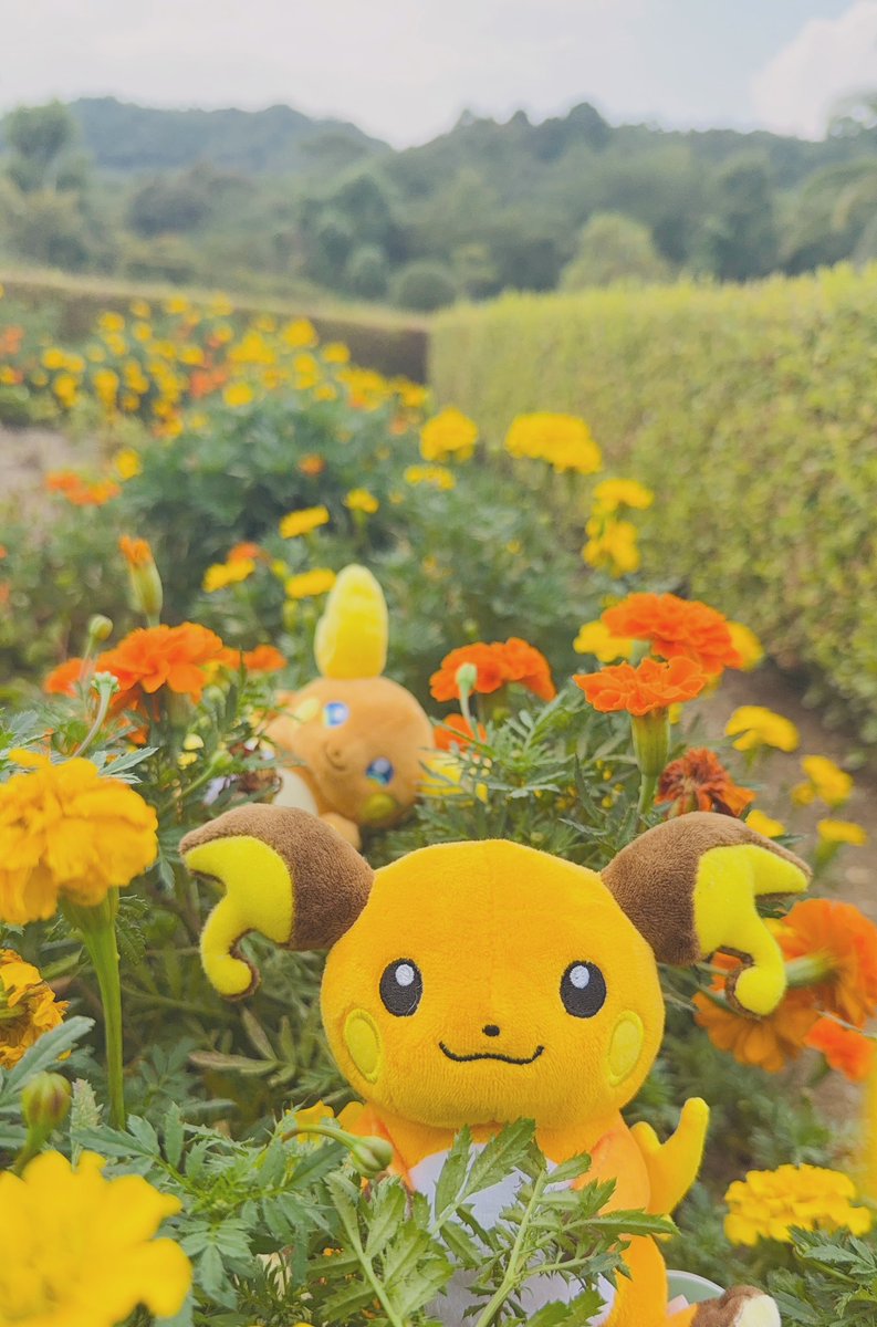 お花畑見つけました🌼✨️