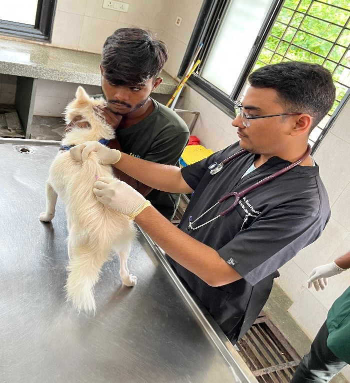 કામધેનુ યુનિવર્સિટી જૂનાગઢ વેટરનરી કોલેજના NSS યુનિટ અને વેટરનરી ક્લિનિકલ કોમ્પ્લેક્સ દ્વારા ૨૬ ઓગસ્ટ,૨૦૨૫ ના રોજ આંતરરાષ્ટ્રીય ડોગ ડેની ઉત્સાહભેર ઉજવણી કરવામાં આવી.આ ઉજવણીનો મુખ્ય હેતુ શ્વાનોના આરોગ્ય, જવાબદારીપૂર્વકના પાલનપોષણ, રસીકરણ અને પ્રાણીકલ્યાણ અંગે જાગૃતિ લાવવાનો રહ્યો.