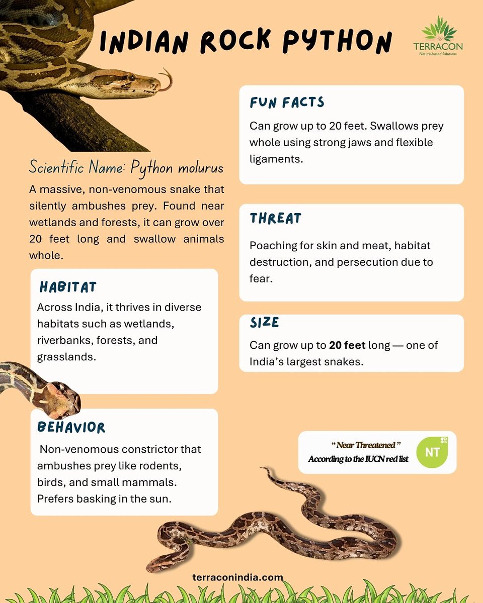terracon_india's tweet image. The Indian Rock Python can grow up to 20 ft & swallow prey whole!
Non-venomous, sun-loving & vital for ecosystems 🌿
Sadly, it’s now Near Threatened due to poaching & habitat loss.
#WildlifeFacts #IndianRockPython #Biodiversity #terraconecotech