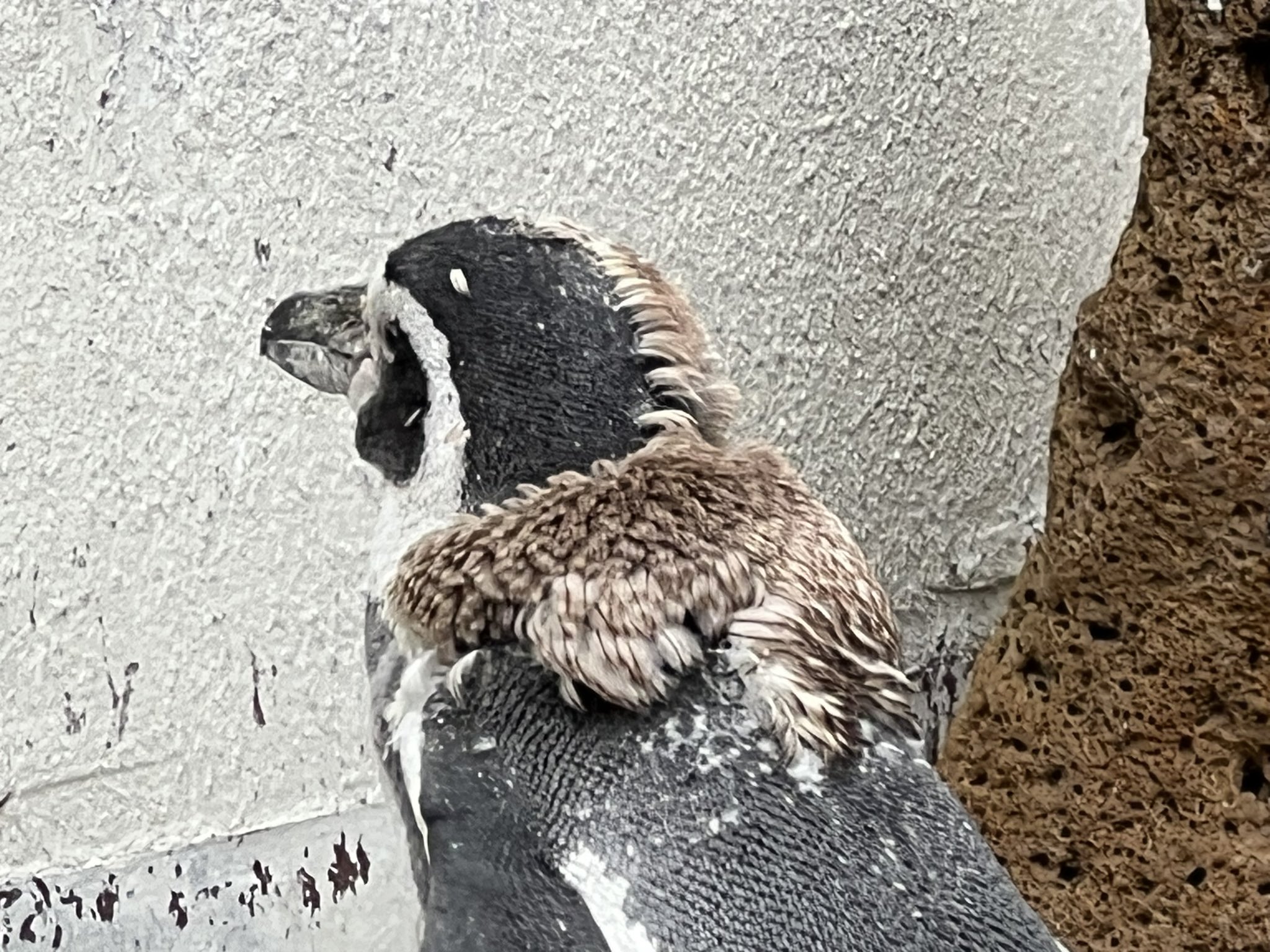 momo1 (@momo1wanwan) / X