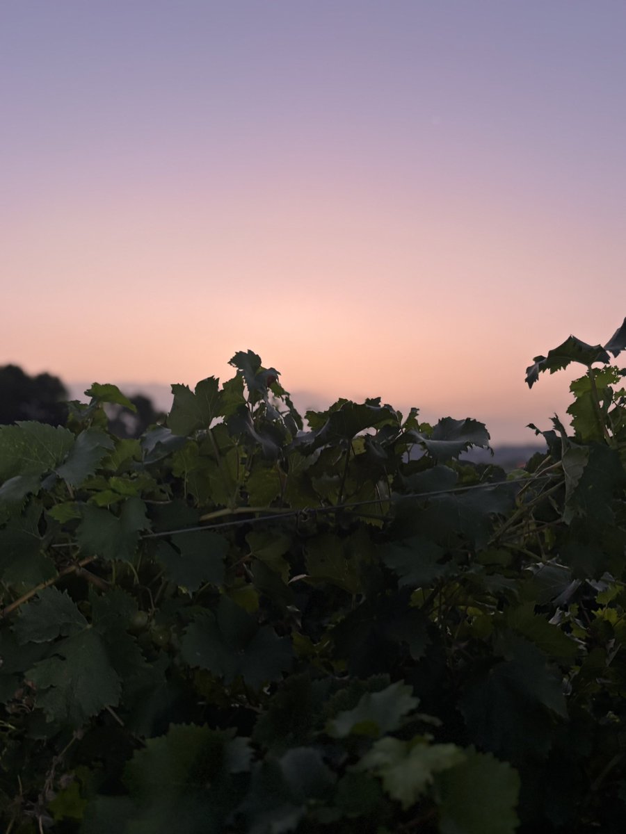 rcoll_wine's tweet image. Veremant a Ca N’Estruc, torn de la moscatell!
Equipàs 💫!
.
#vilaviniteca #canestruc #verema #moscatell #vino #winelover #instawine #formació