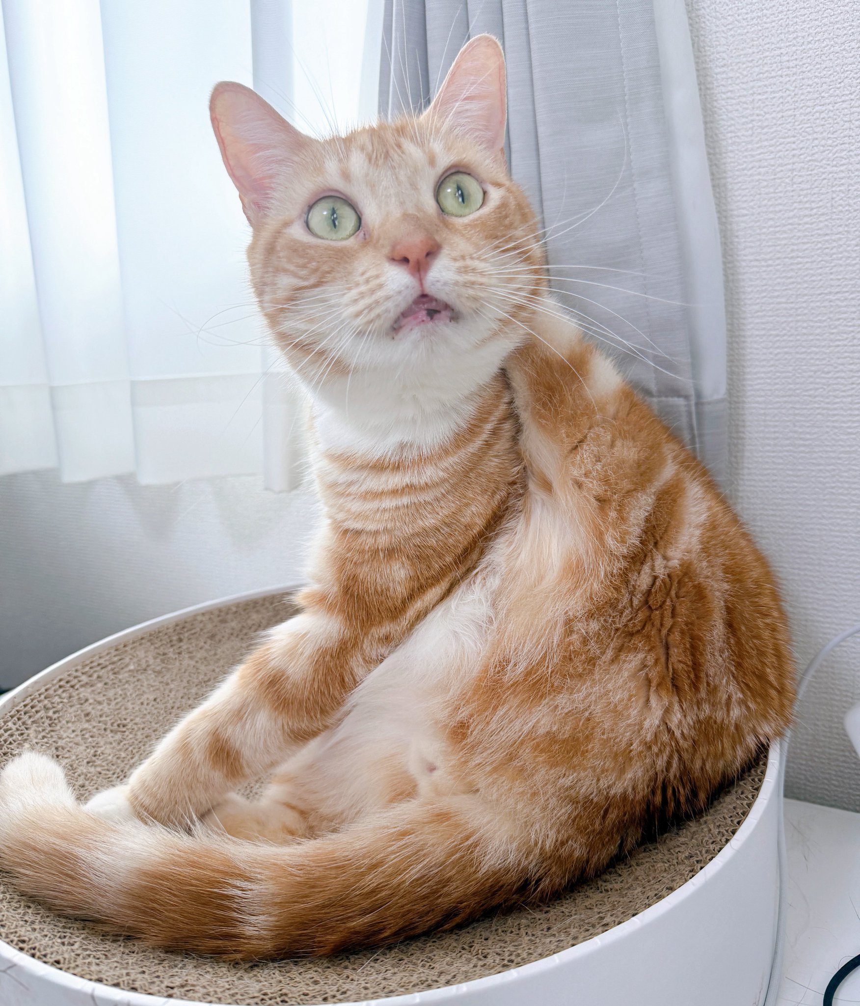 ねこぞー on X: 